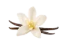 Vanilla